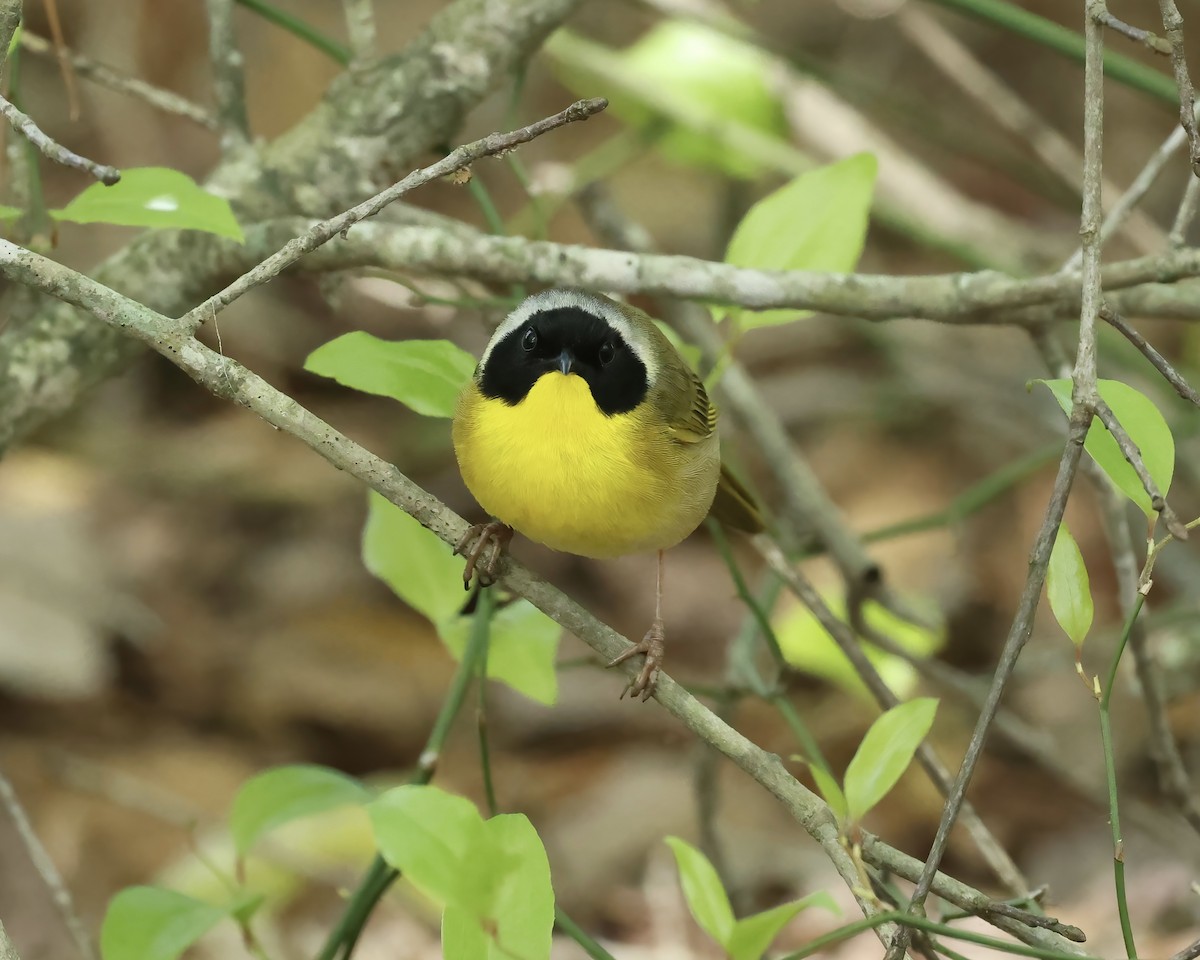 Common Yellowthroat - ML633666976