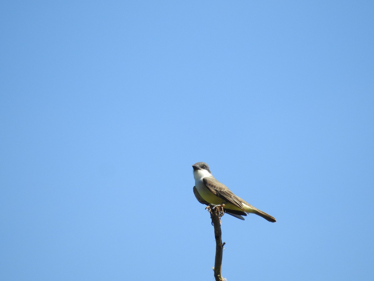 Thick-billed Kingbird - ML633666994