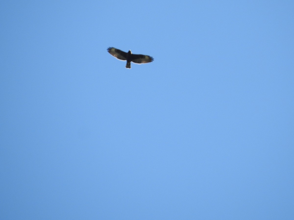 Zone-tailed Hawk - ML633667133