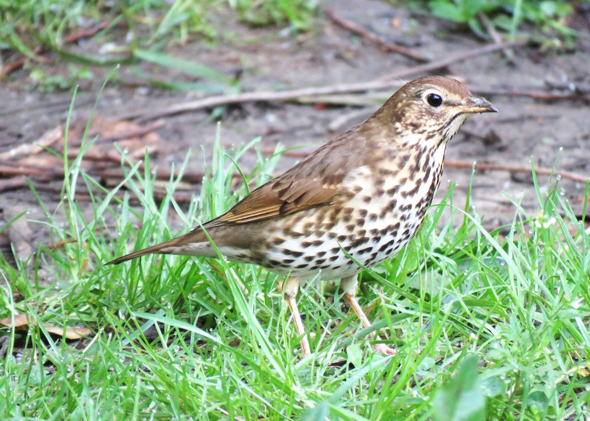 Birigarro arrunta - ML633667201