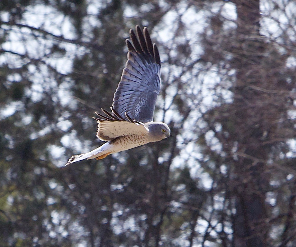 Northern Harrier - ML633667331