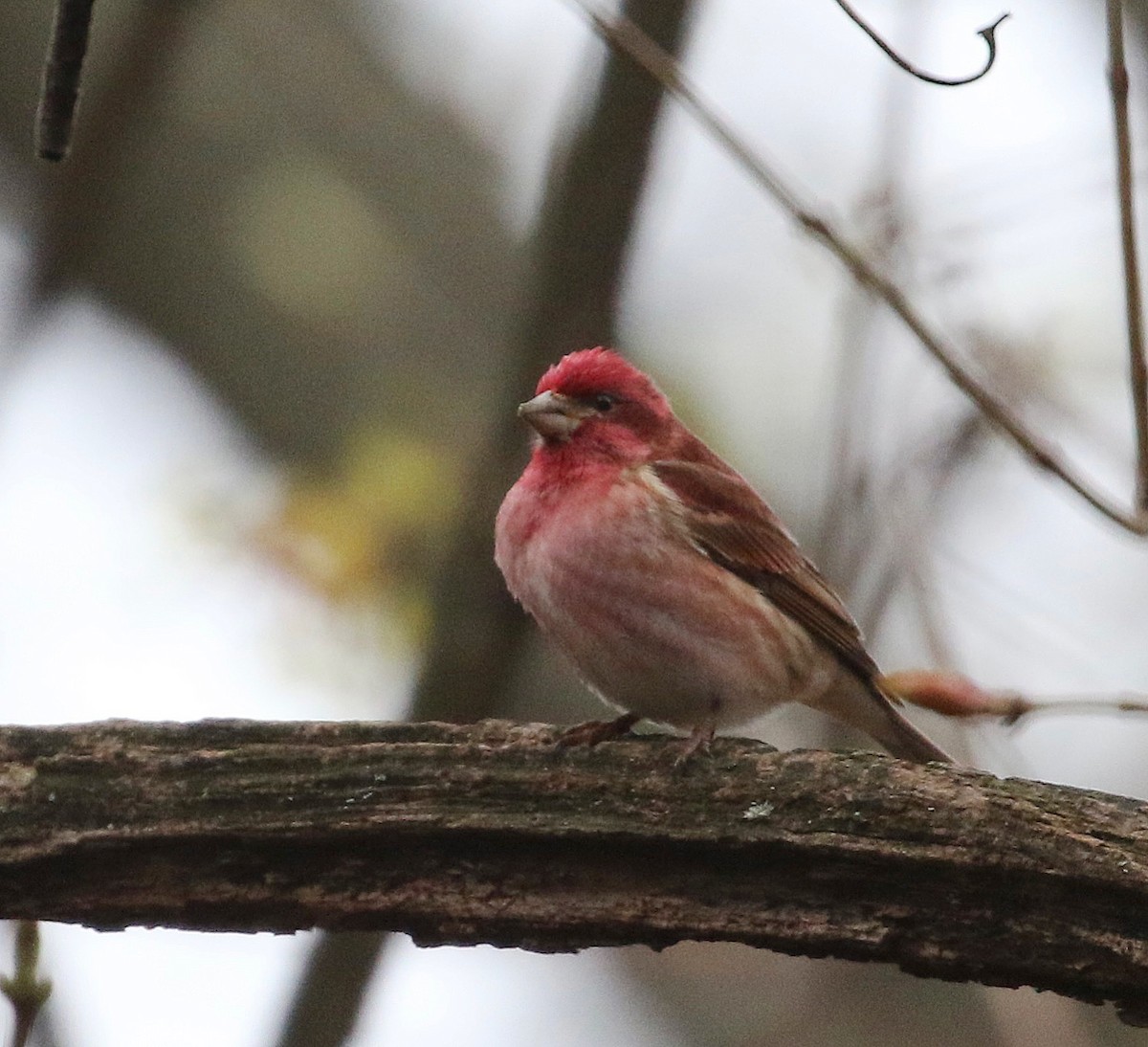 Purple Finch - ML633667485