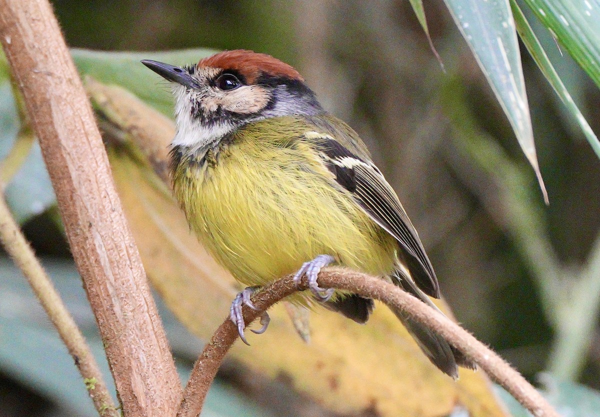 Rufous-crowned Tody-Flycatcher - ML633667639