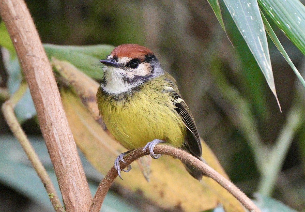 Rufous-crowned Tody-Flycatcher - ML633667640