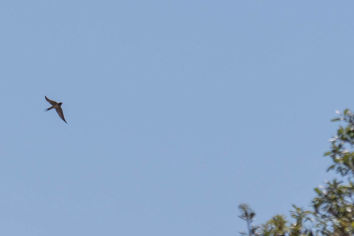 Barn Swallow - ML633667839