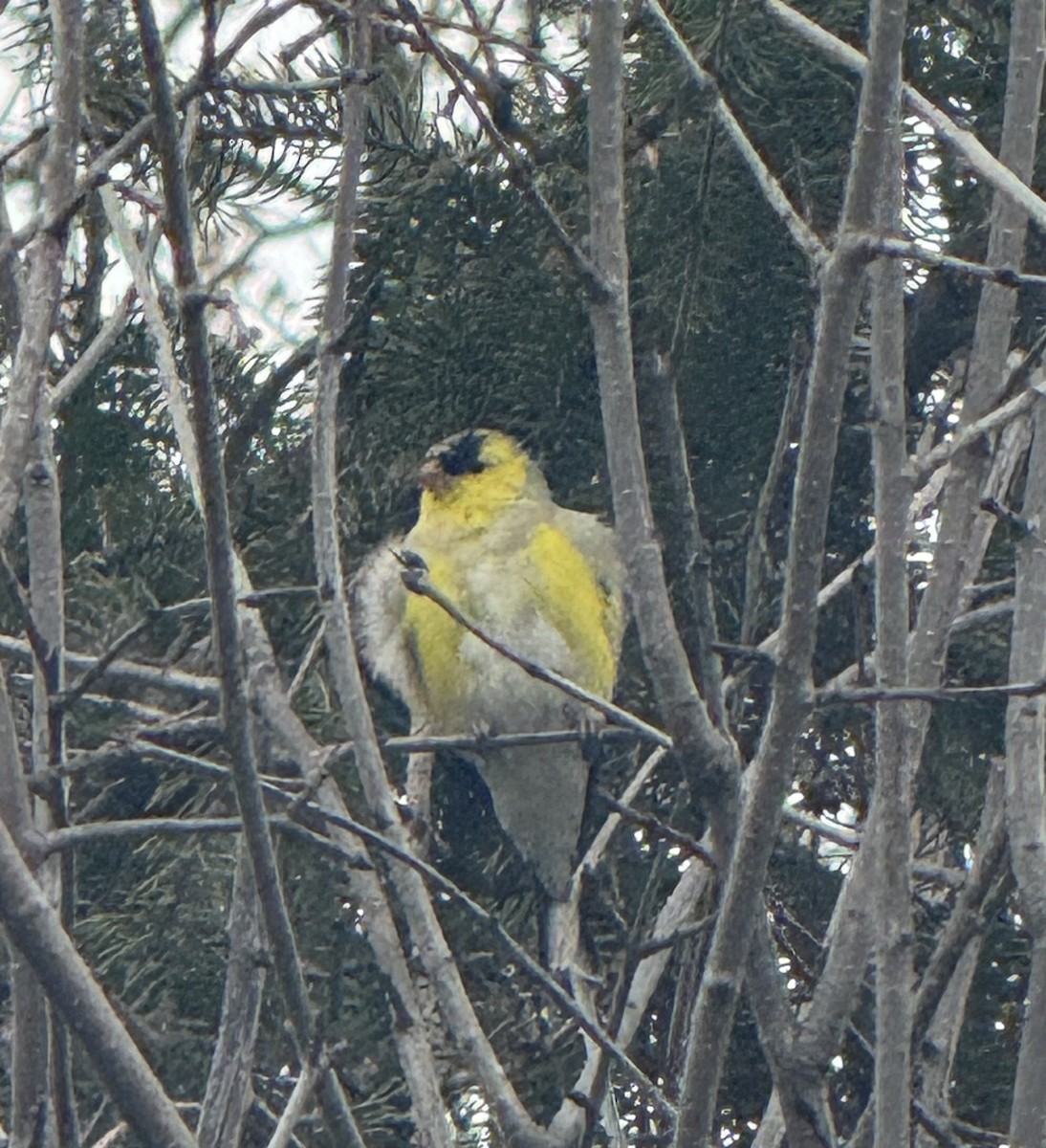 American Goldfinch - ML633667975