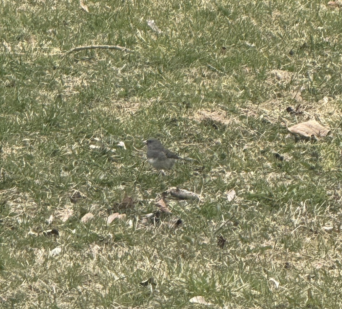 Dark-eyed Junco - ML633668001