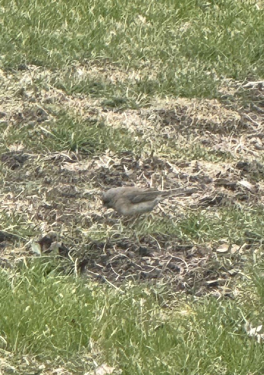 Dark-eyed Junco - ML633668002