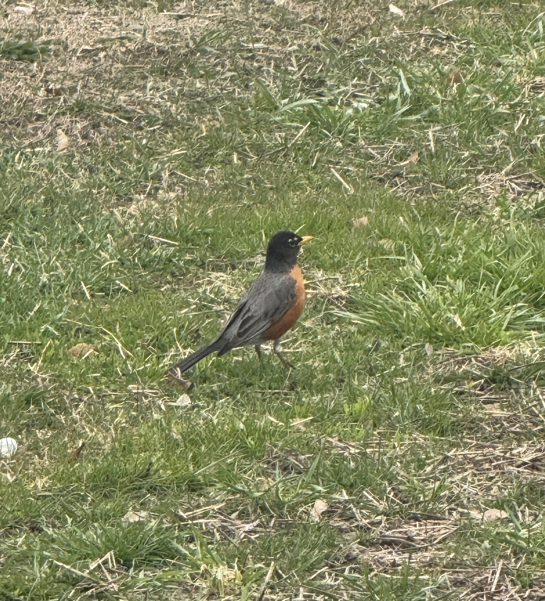 American Robin - ML633668015