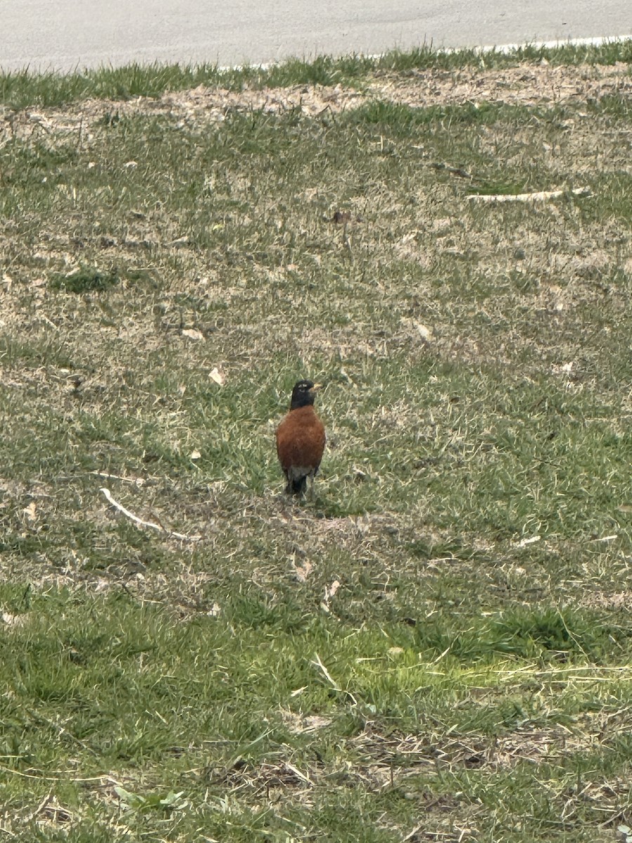 American Robin - ML633668016