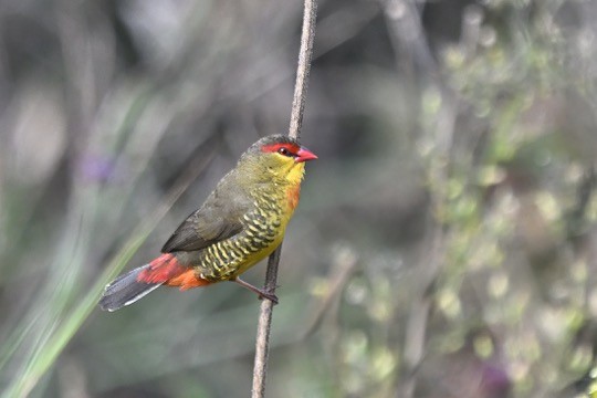 Zebra Waxbill - ML633668062