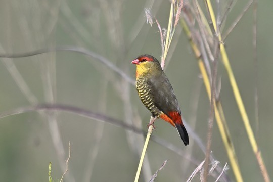 Zebra Waxbill - ML633668064