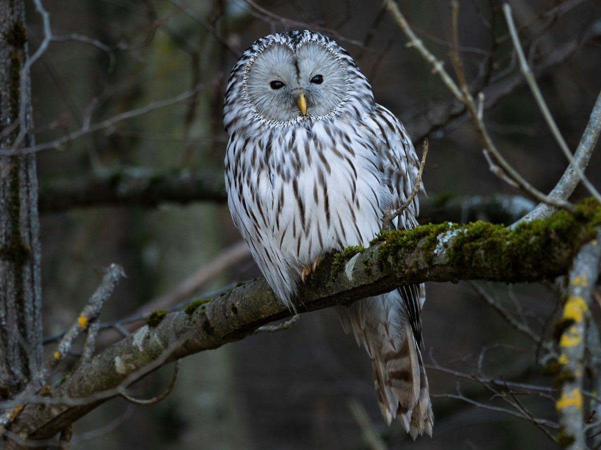 puštík bělavý [skupina uralensis] - ML633668082