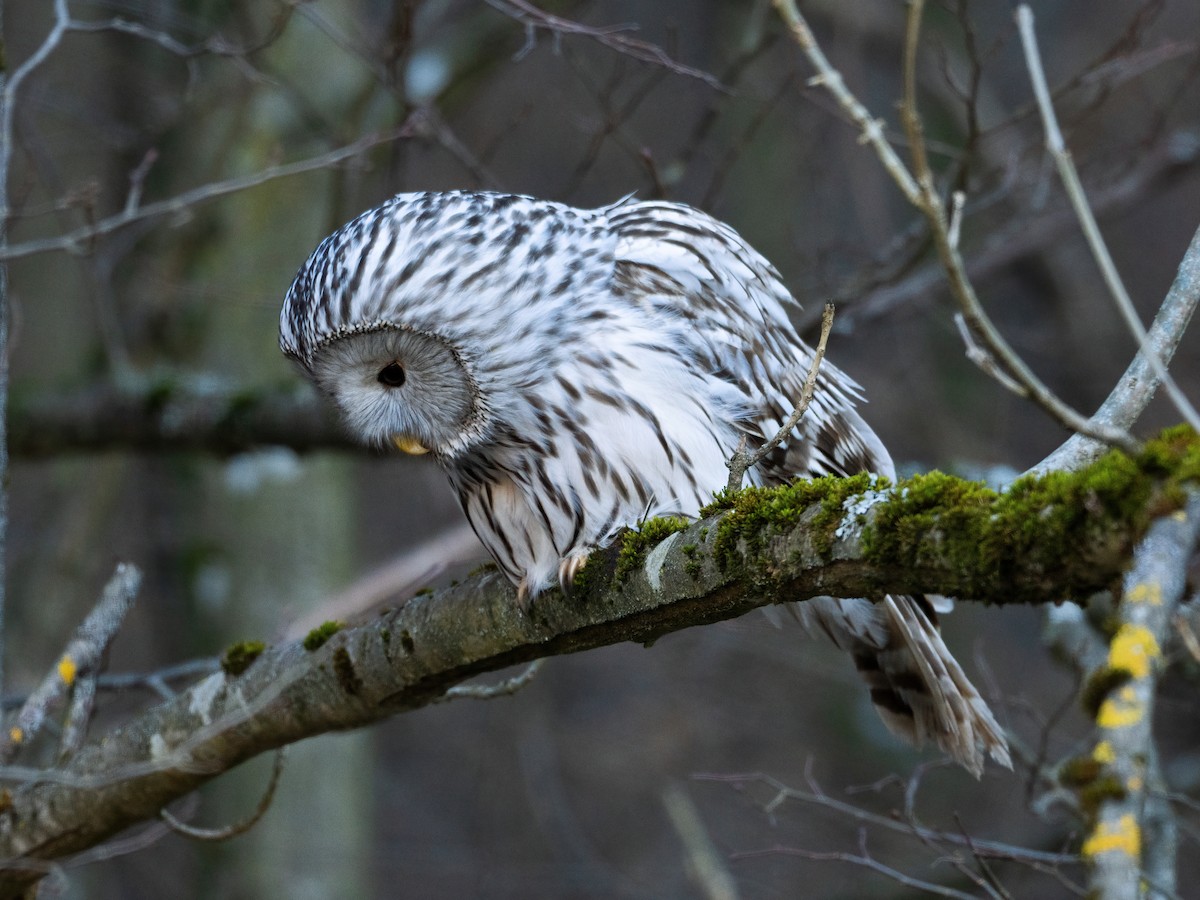 puštík bělavý [skupina uralensis] - ML633668085