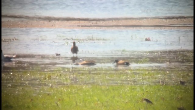 Barge marbrée - ML633668143