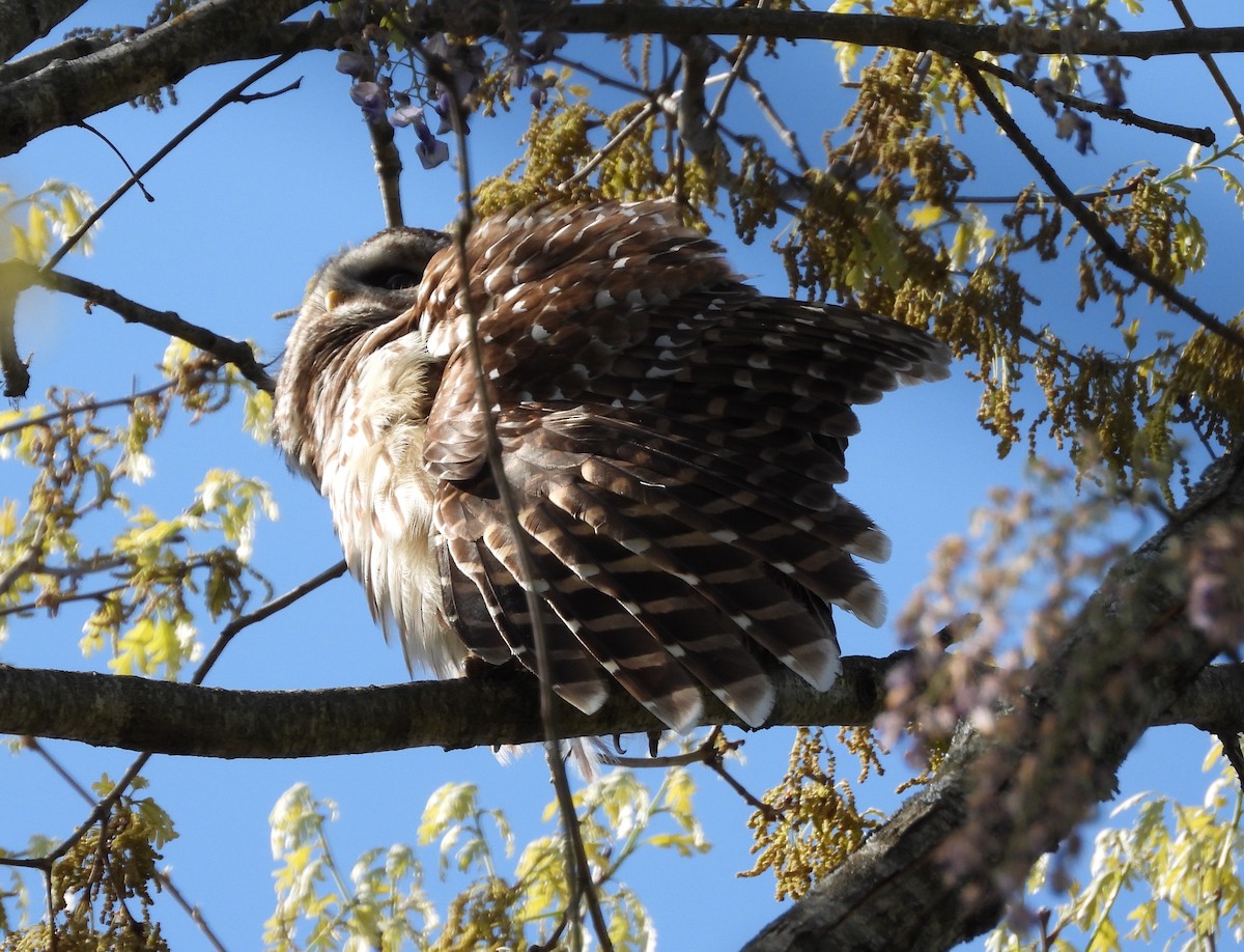 Barred Owl - ML633668285