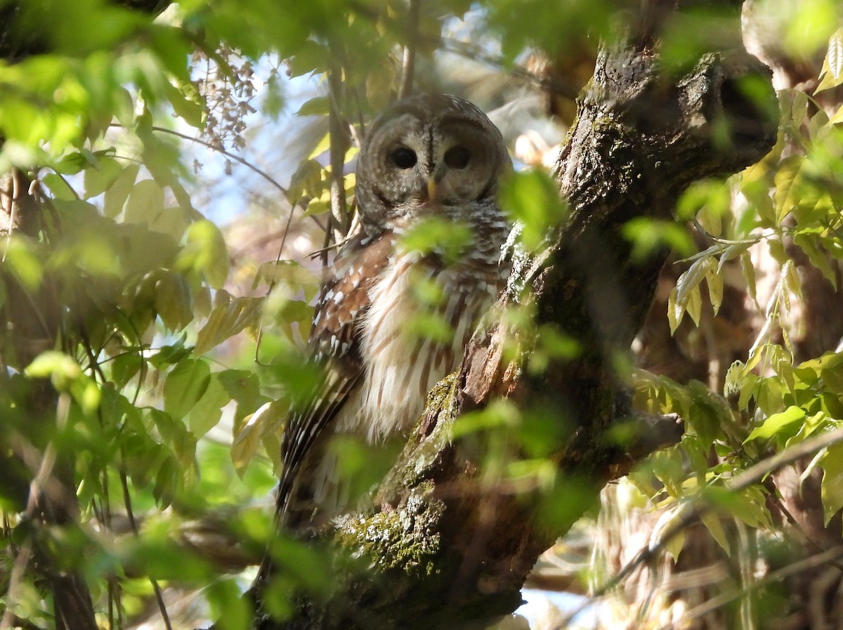 Сова неоарктична - ML633668289