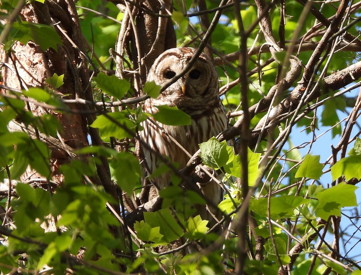 Barred Owl - ML633668290