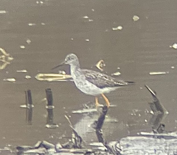 Greater Yellowlegs - ML633668314