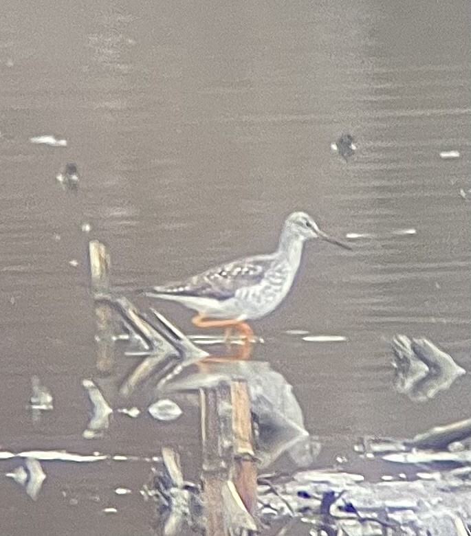 Greater Yellowlegs - ML633668315