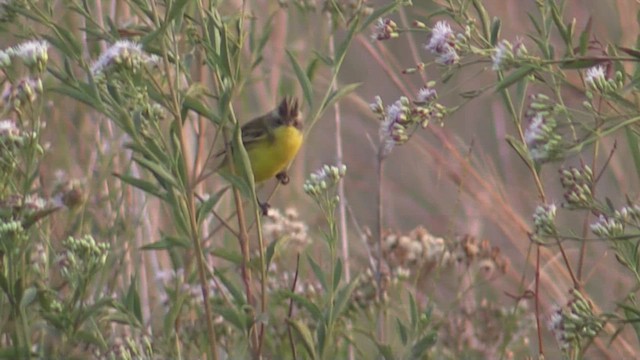 Crested Doradito - ML633668326