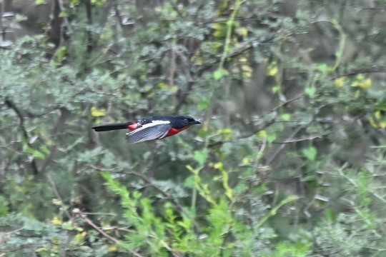 Crimson-breasted Gonolek - ML633668327