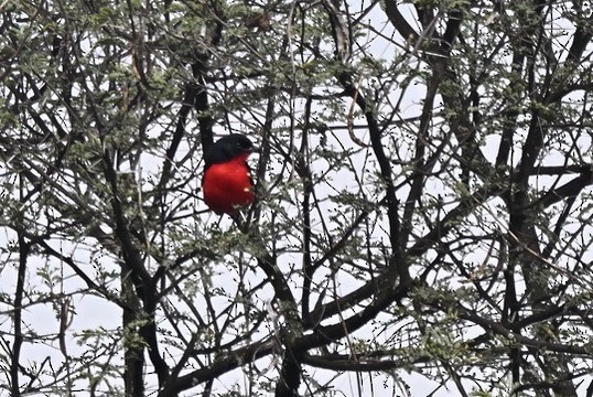 Crimson-breasted Gonolek - ML633668328