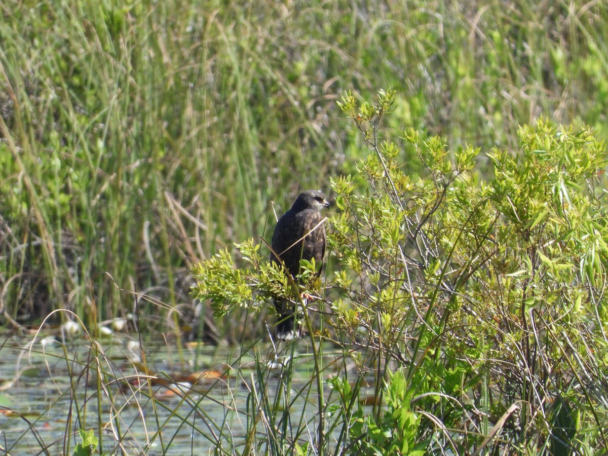 Snail Kite - ML633668381
