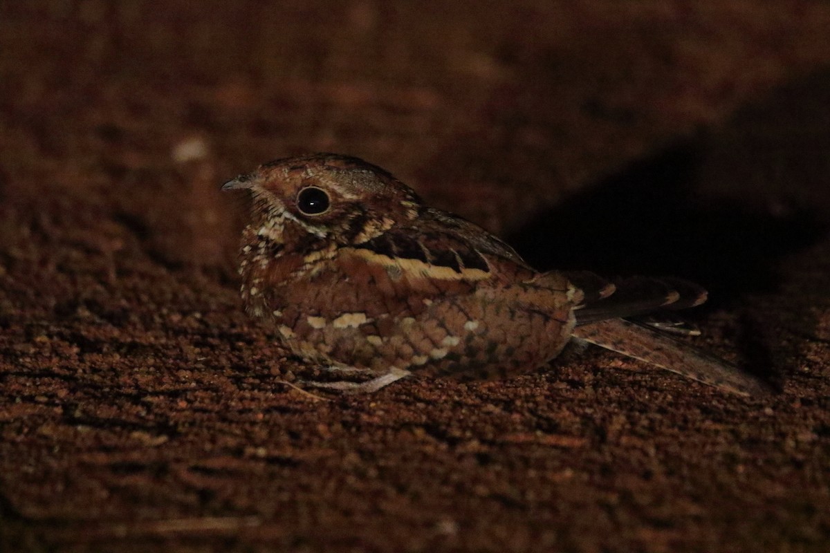 Donaldson Smith's Nightjar - ML633668390