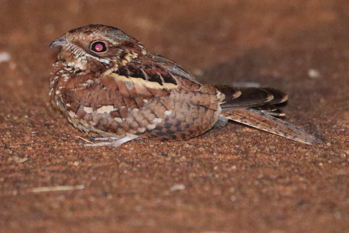 Donaldson Smith's Nightjar - ML633668537