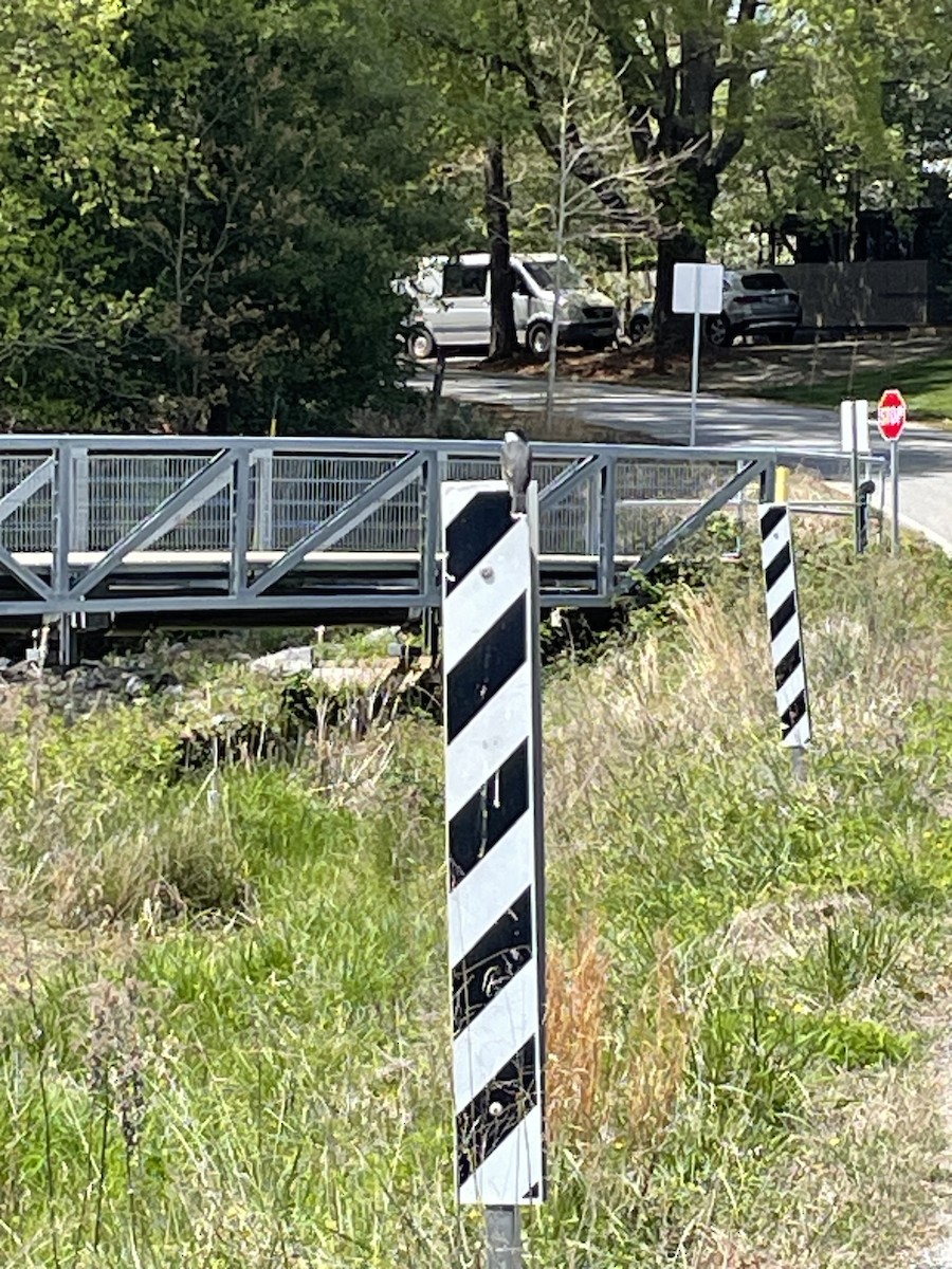 Eastern Kingbird - ML633668576