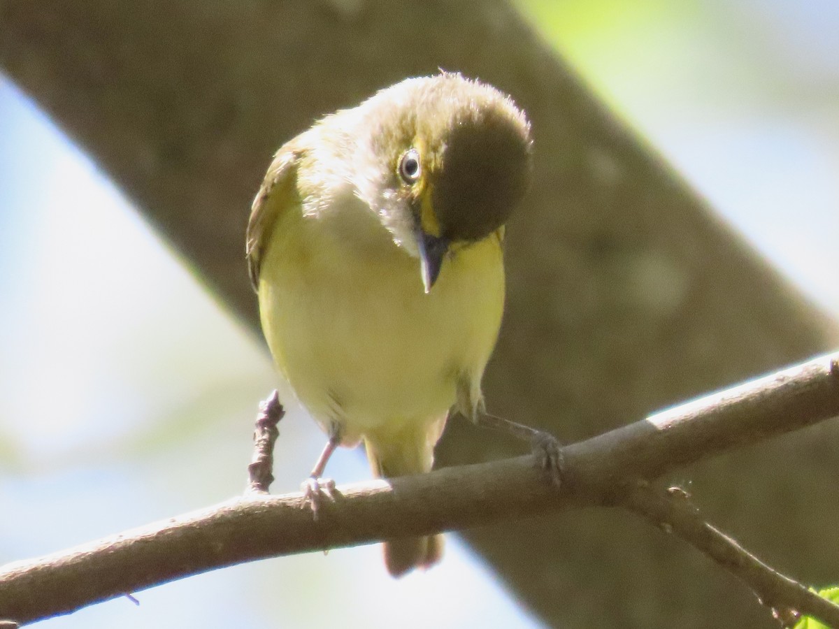 Weißaugenvireo - ML633668624