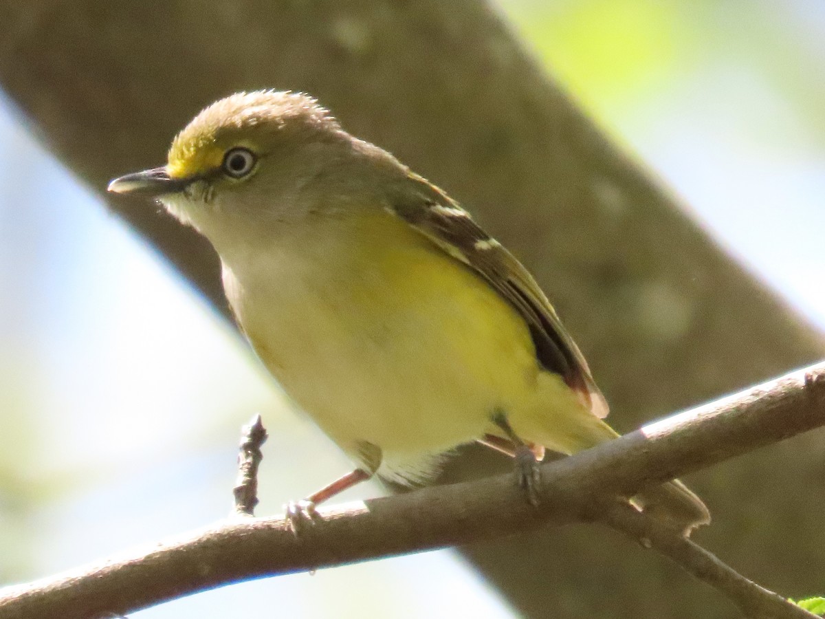 Weißaugenvireo - ML633668625