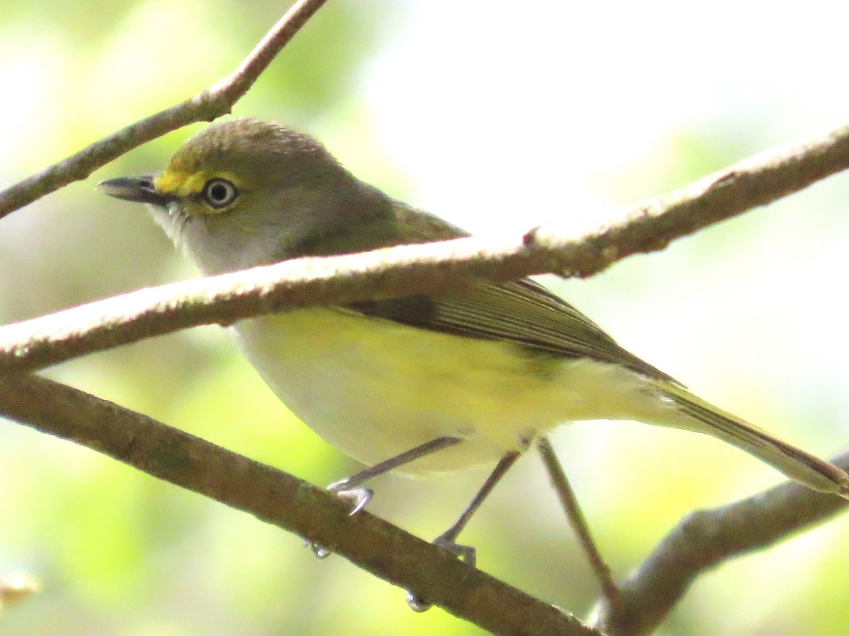Weißaugenvireo - ML633668626