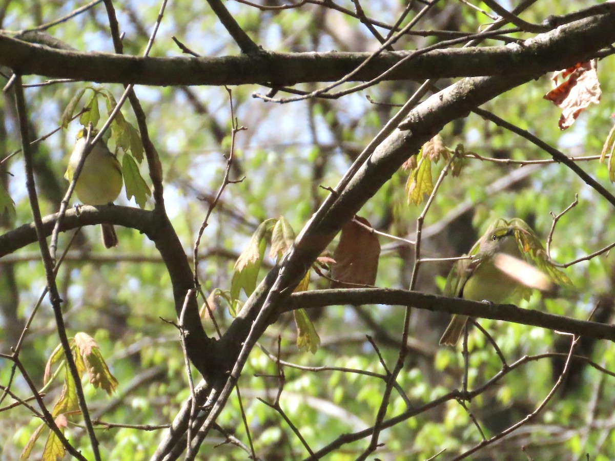Weißaugenvireo - ML633668627