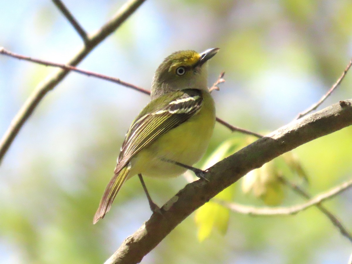 Weißaugenvireo - ML633668628