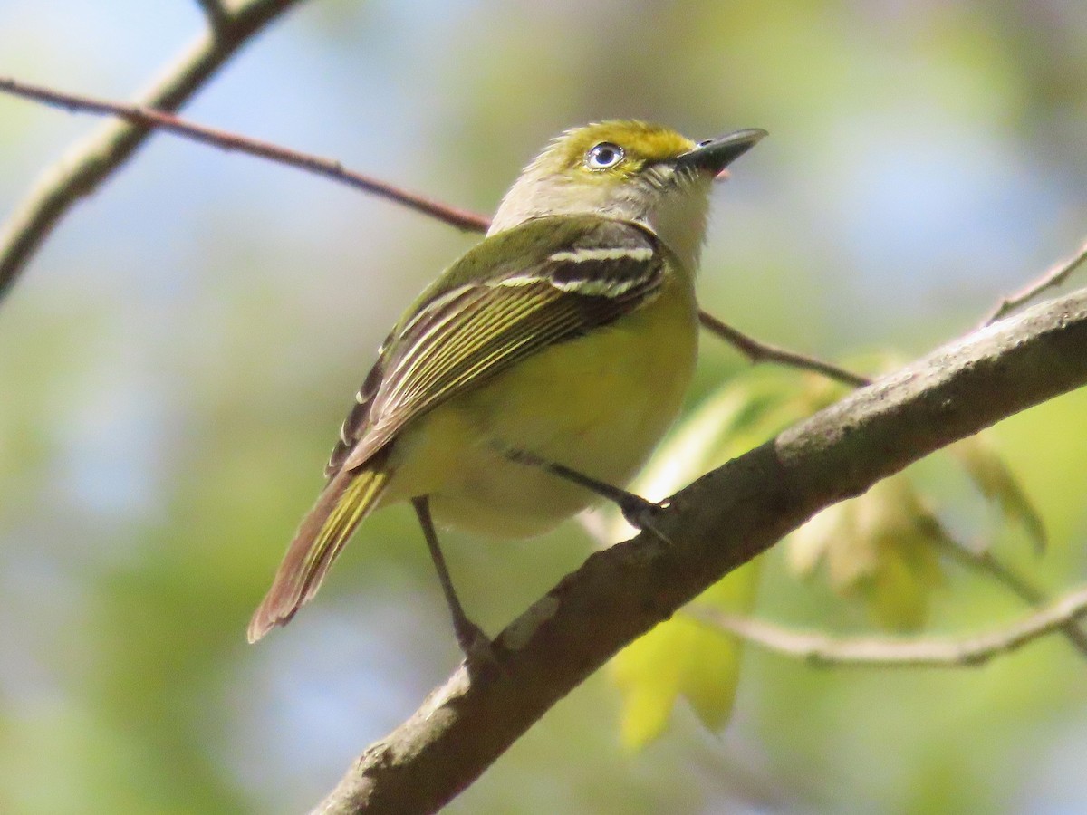 Weißaugenvireo - ML633668629