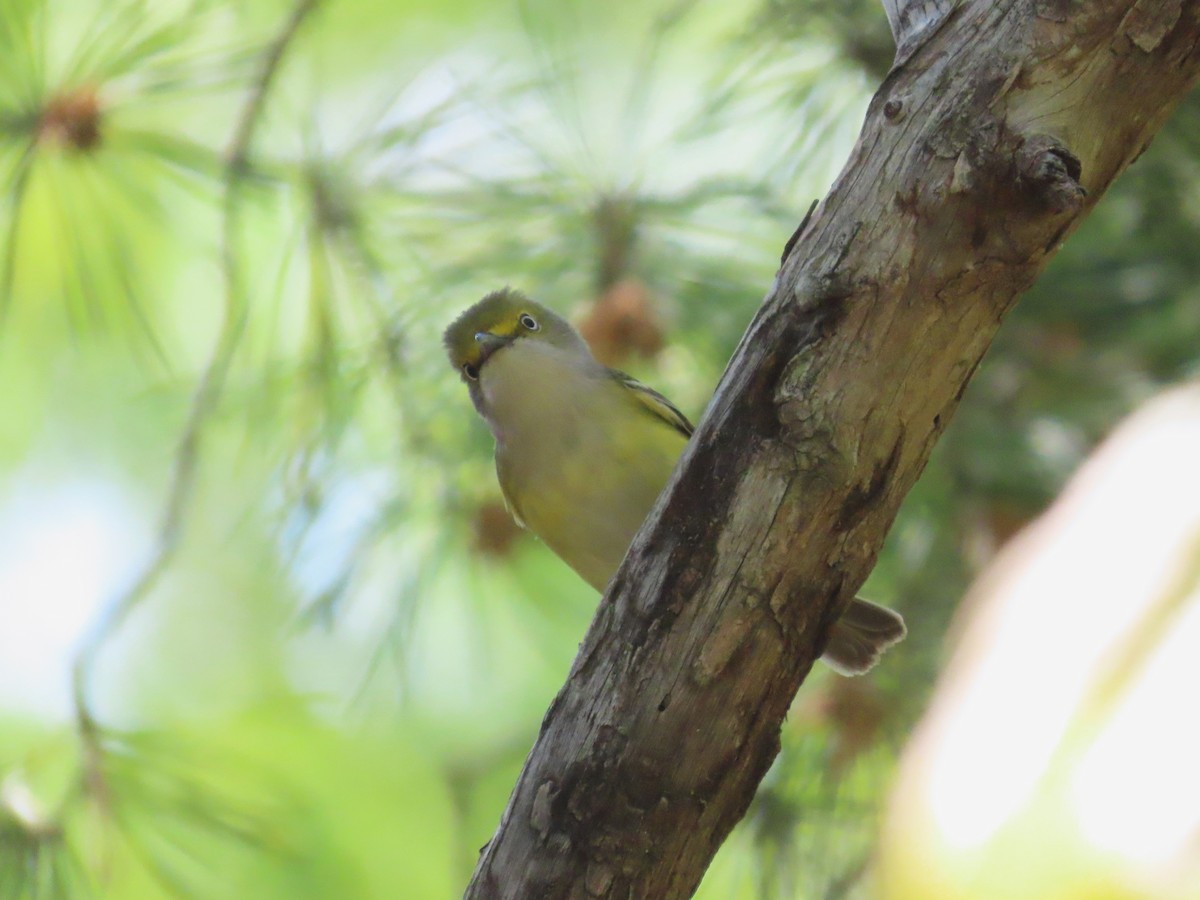 Weißaugenvireo - ML633668630