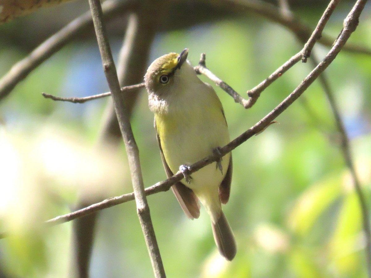 Weißaugenvireo - ML633668633