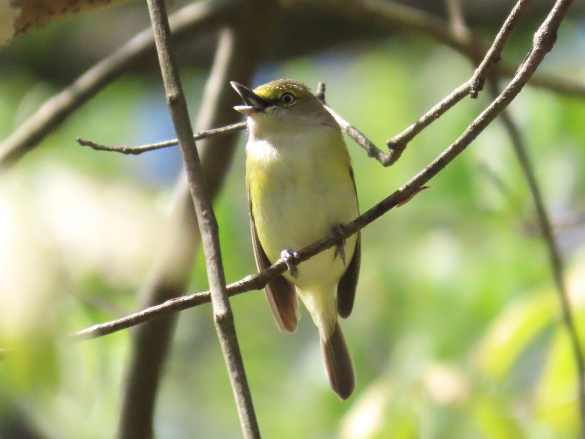 Weißaugenvireo - ML633668634