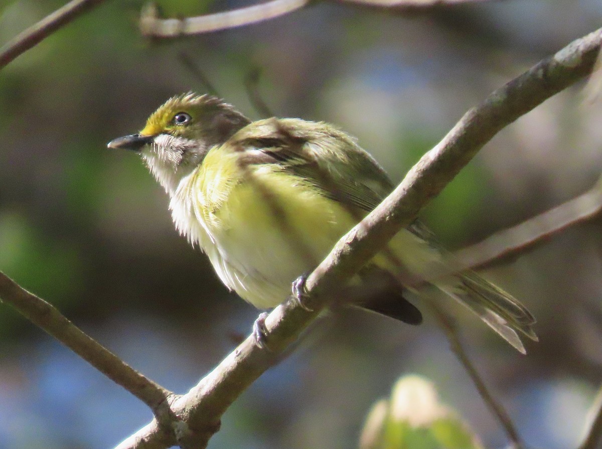 Weißaugenvireo - ML633668635