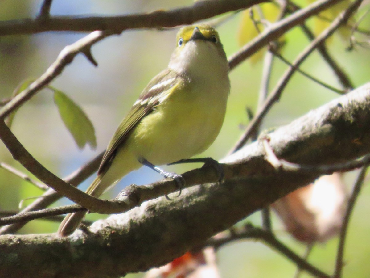 Weißaugenvireo - ML633668636