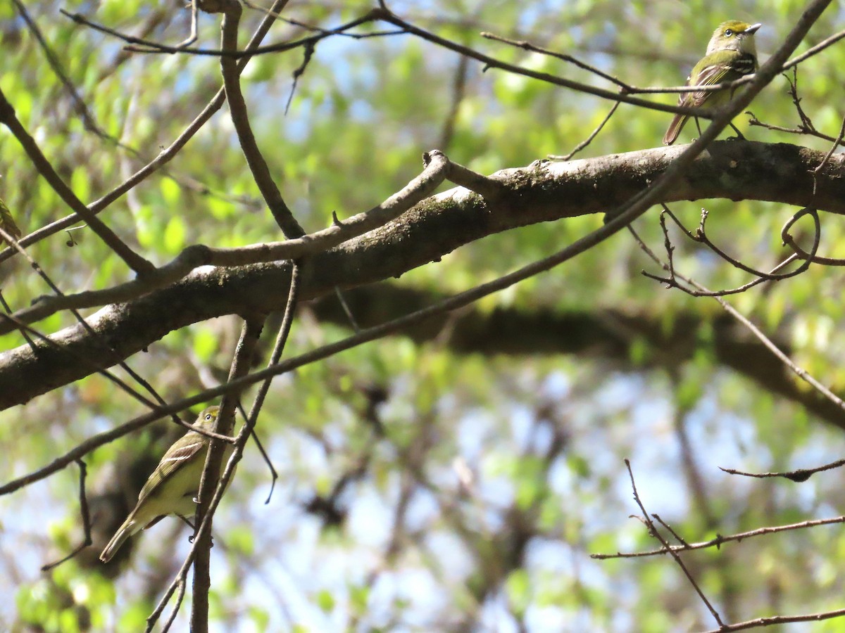 Weißaugenvireo - ML633668637