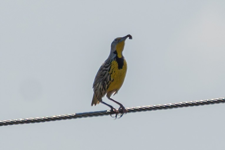 Eastern Meadowlark (Cuban) - ML633668698