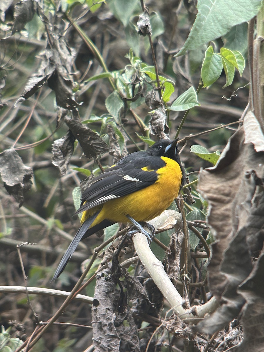 Bar-winged Oriole - ML633668866