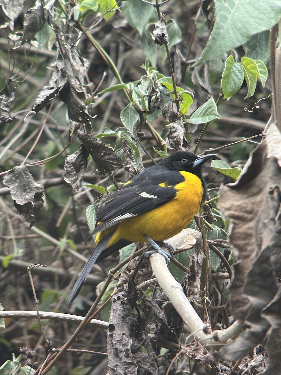 Bar-winged Oriole - ML633668867