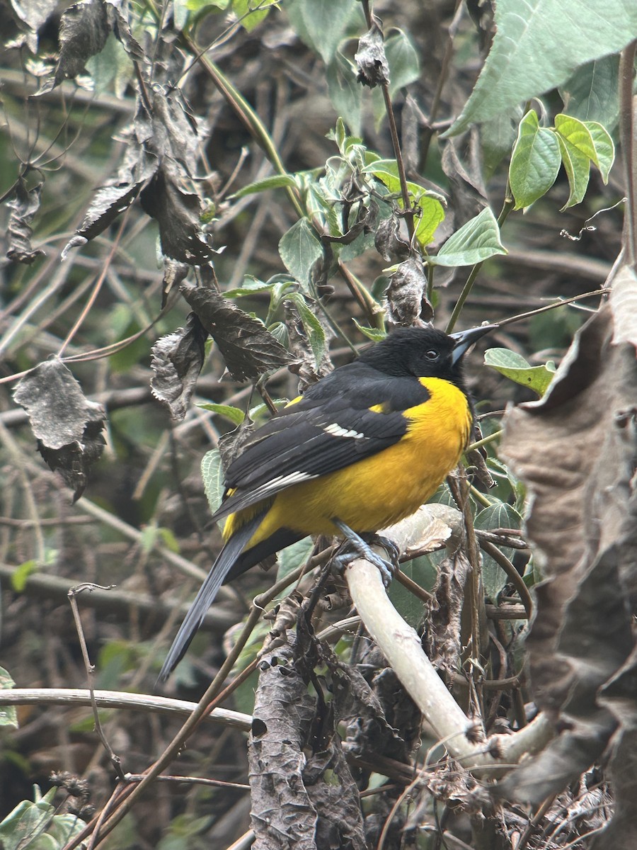Bar-winged Oriole - ML633668868