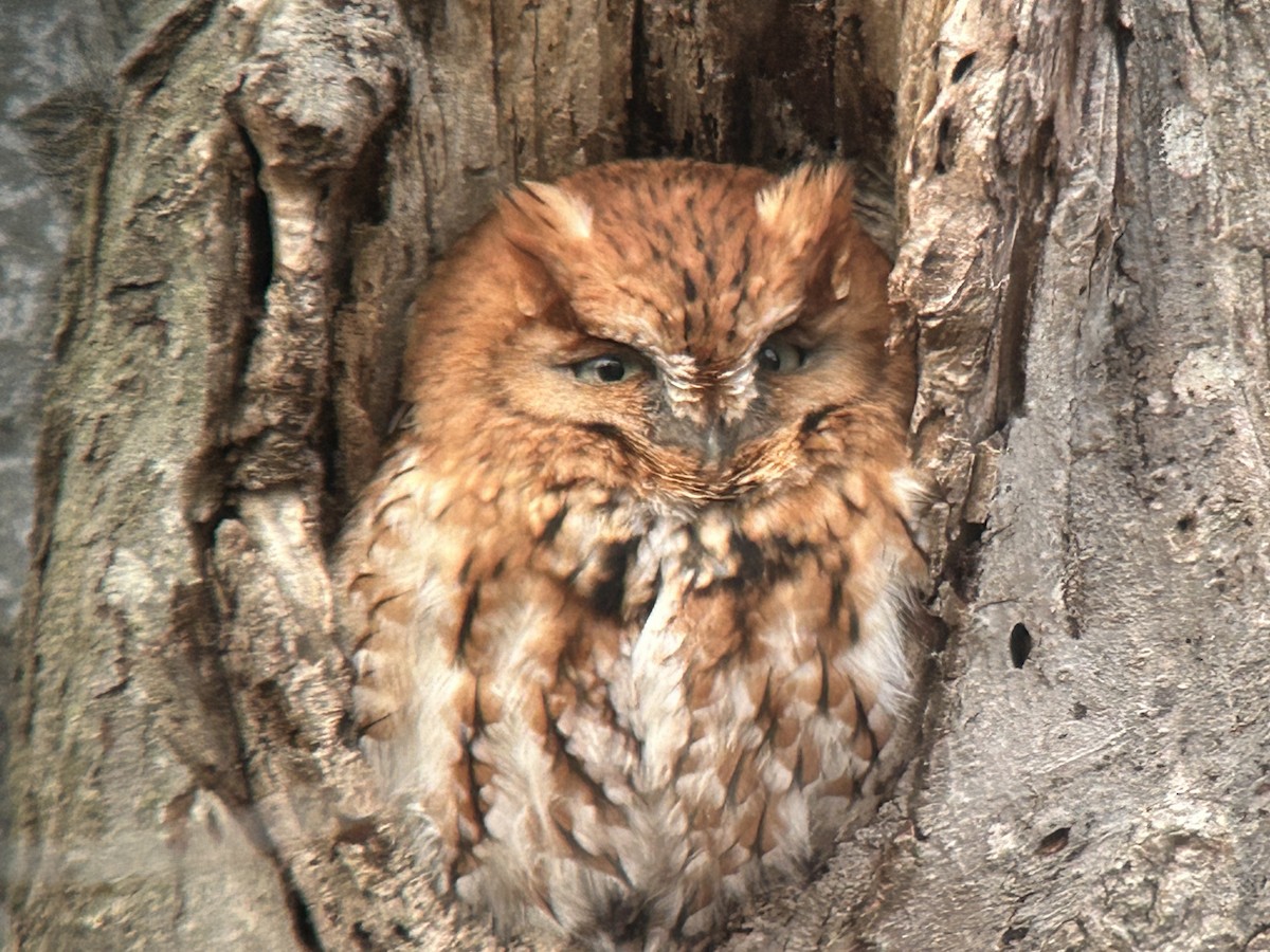 Eastern Screech-Owl - ML633669024