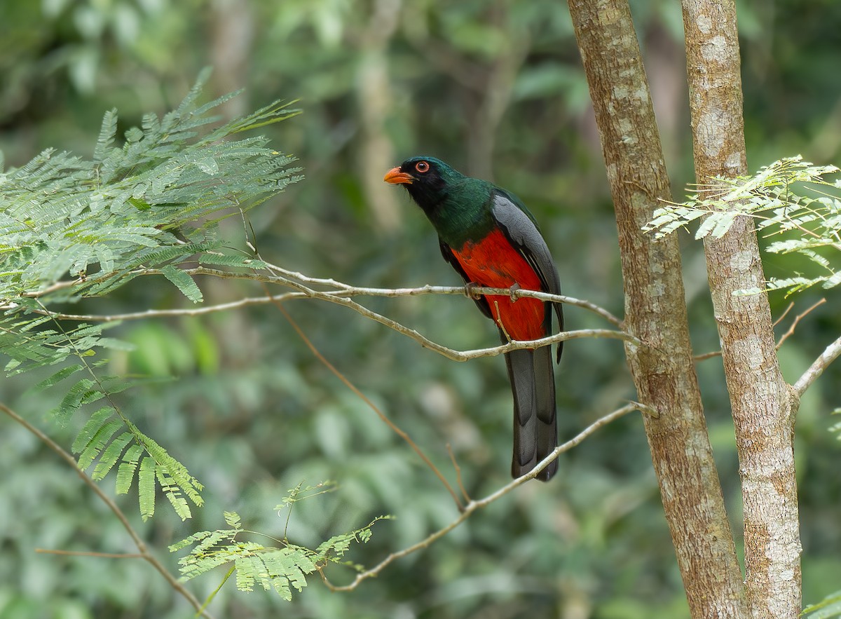 oransjenebbtrogon - ML633669048