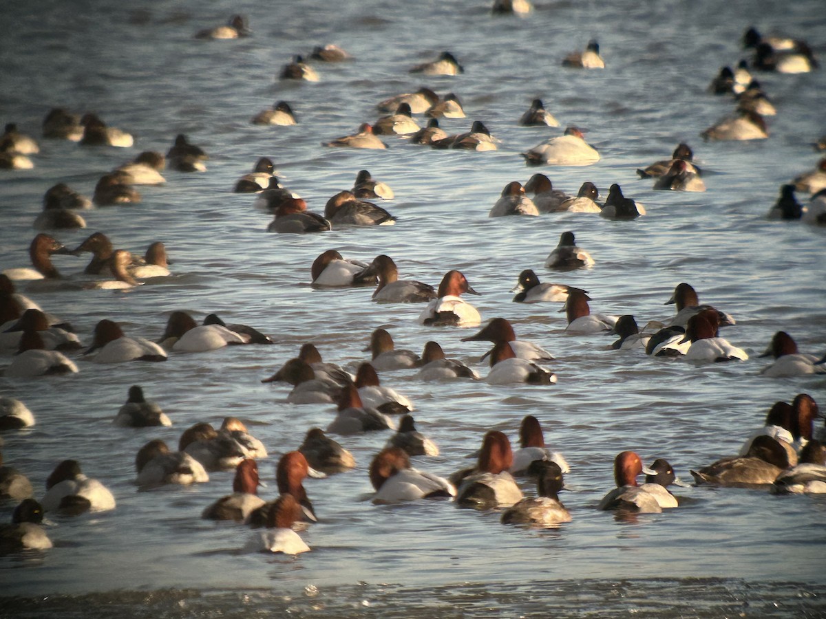 Redhead - ML633669117